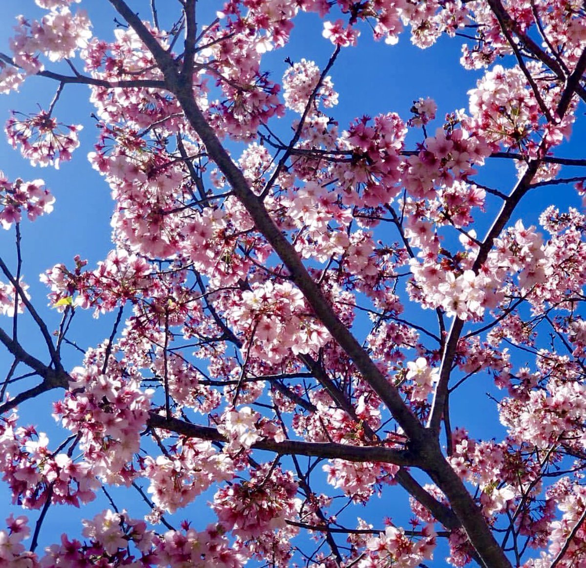 OCCBFest's tweet photo. Enjoying the views at #occbfest in Huntington Beach today! Stop by today/tonight until 9pm, or tomorrow from 10am-4pm! 🌸🌸🌸 #hanami https://t.co/Q9gkj7pvoy