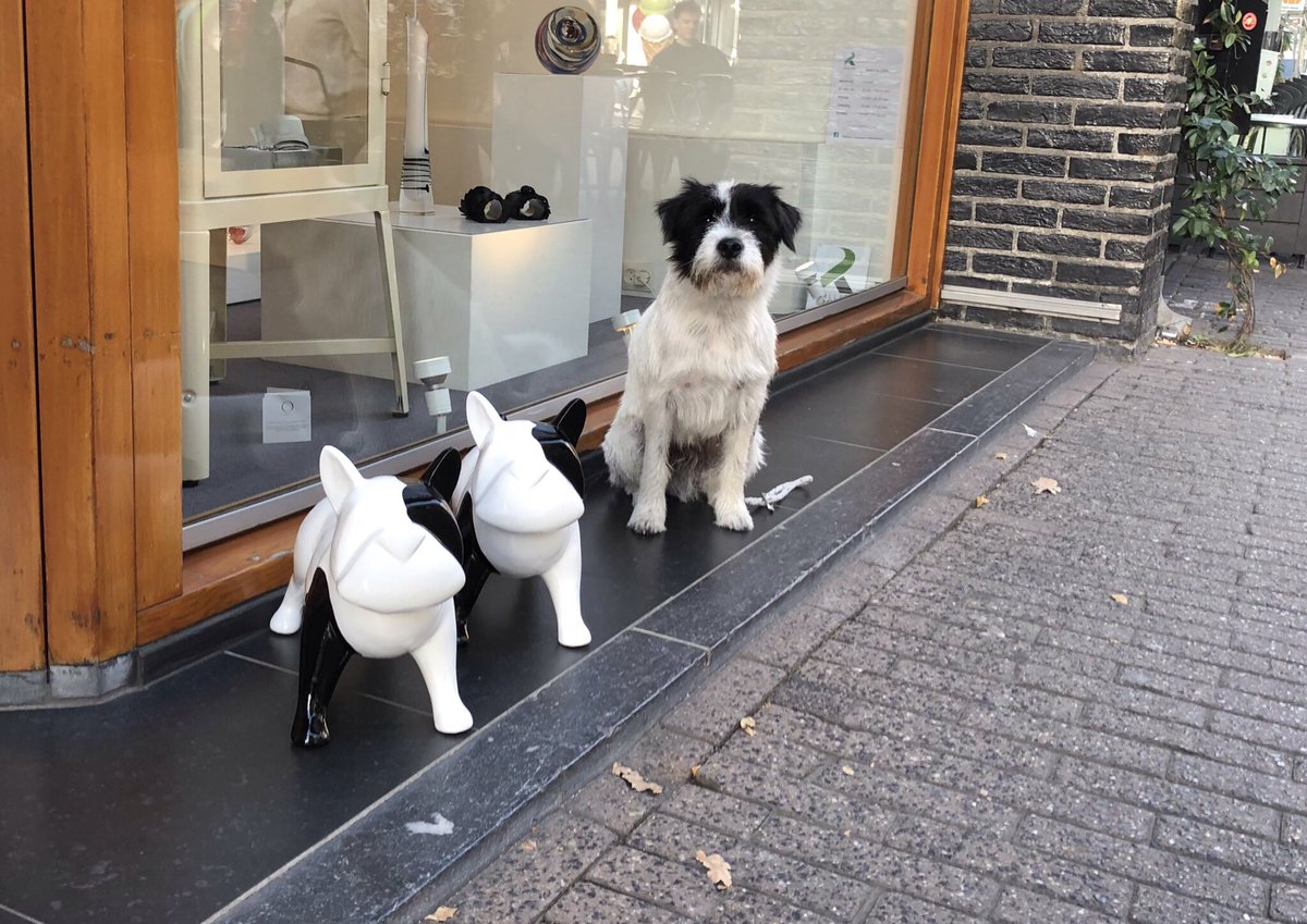 Reg the Parson Russel Terrier tweet media