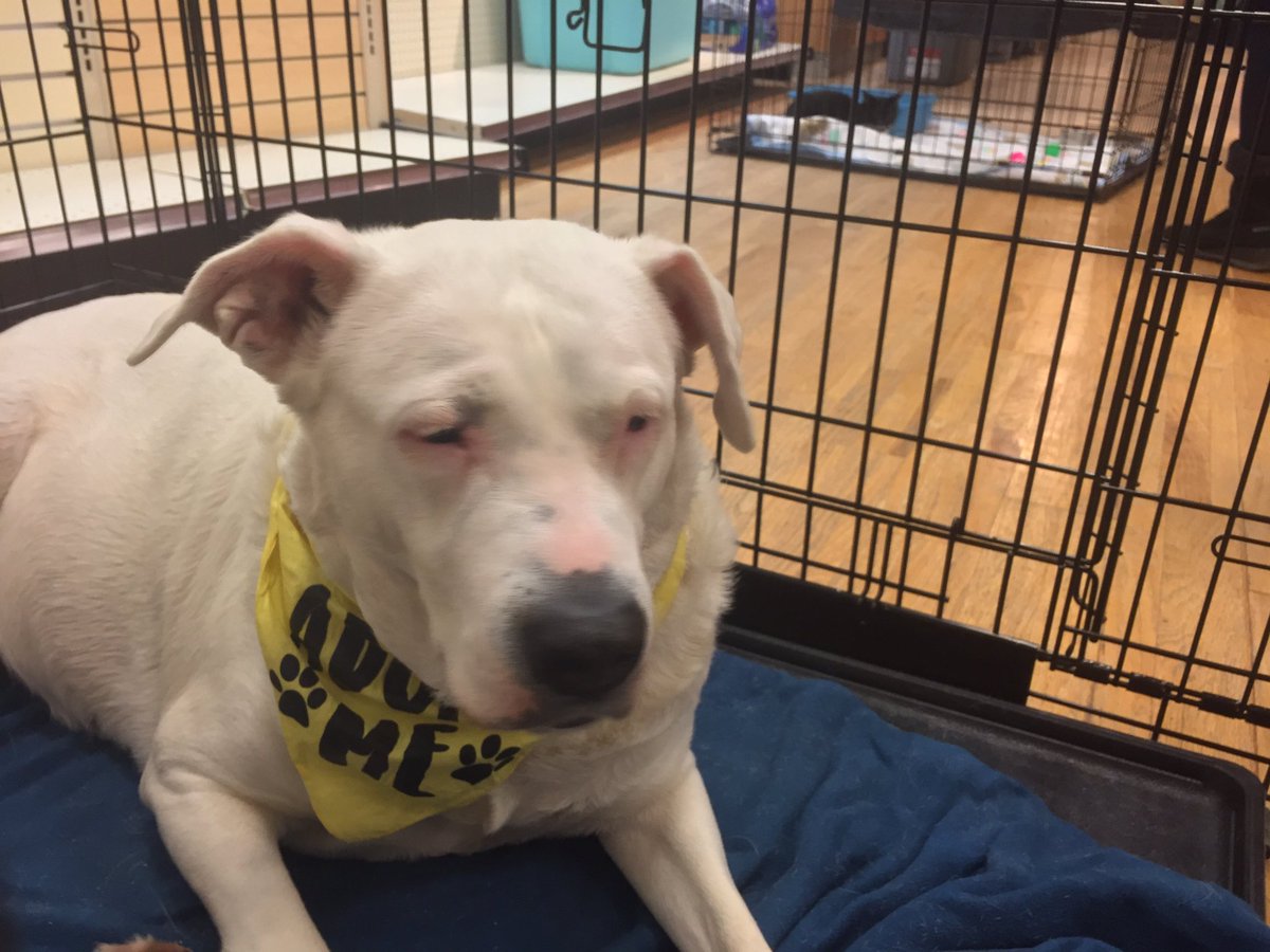 CHQCountyHumane's tweet image. Come meet Roni at the @ChautauquaMall . She would love to come home with you.