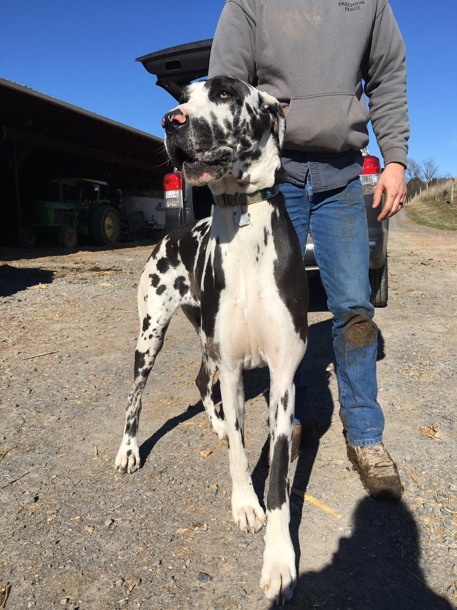 When your dog is on the <a href="/pergo/">Pergo Flooring U.S.</a> add at your local <a href="/Lowes/">Lowe's</a> 😍  #SheWentFromFancyToFarm #delilahXpergo