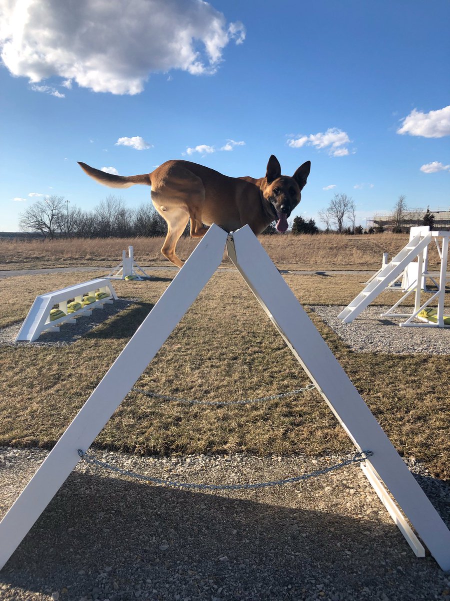 shawneeKSpolice's tweet image. K9 Marx loves playing in the sun on our new K9 agility/training course. And he loves pizza. #GettingReadyForWork