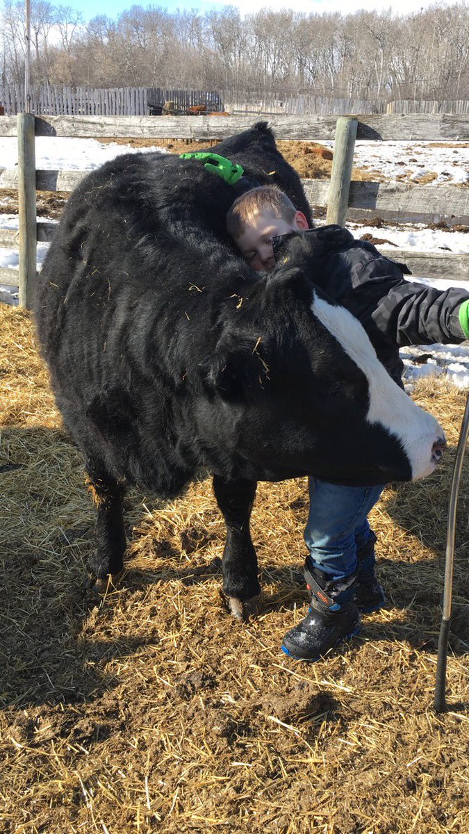 PaigeHolmquist's tweet photo. Just a boy & his heifer π@TimmCattle #purebredsimmental #kidquiet https://t.co/xuFq9EZOyA