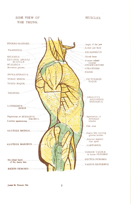 解剖図における構造の色彩はある程度自由である。何でこの配色かわからないが、腱の配列と範囲が見やすい。人体という自然物は、見方も意見も色々。色々な意見を見聞きして、気づかなかった部分を埋めていく。 