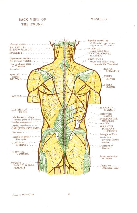 解剖図のtwitterイラスト検索結果 古い順