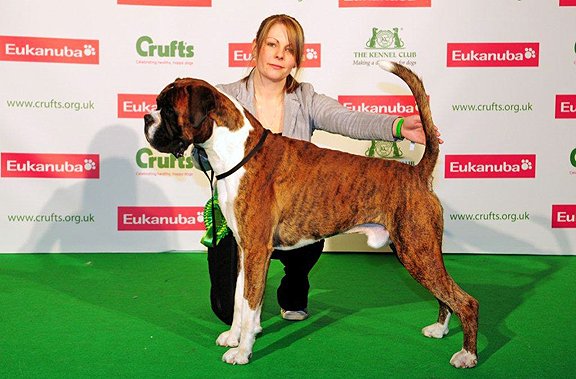 Dizplai's tweet photo. Dylan the Villain rears his doggy head on the #jonathanross show tonight. What about #davetheboxer? Our live social poll proved he was the people's favourite! https://t.co/QQEWTd9pVo #socialpolling #Crufts2019 #realtimeengagement https://t.co/DyWWPeADWV