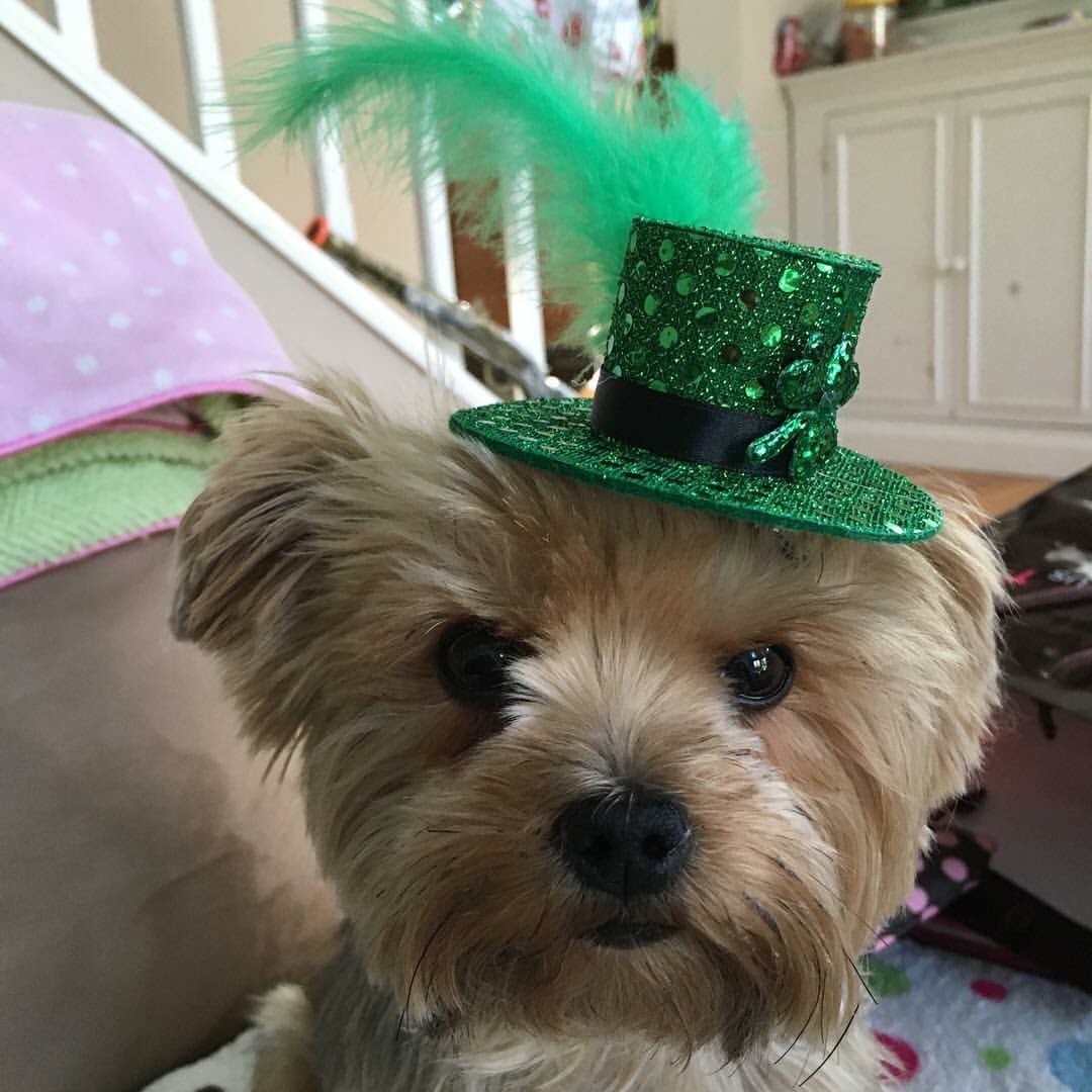 tee_moneeey's tweet photo. top o’ the morning to ya! ☘️ Tulla is celebrating St. Patty’s Day with you! ☘️@AmyFreeze7  #BigDogSunday @ABC7NY https://t.co/cgSVMDDJZz
