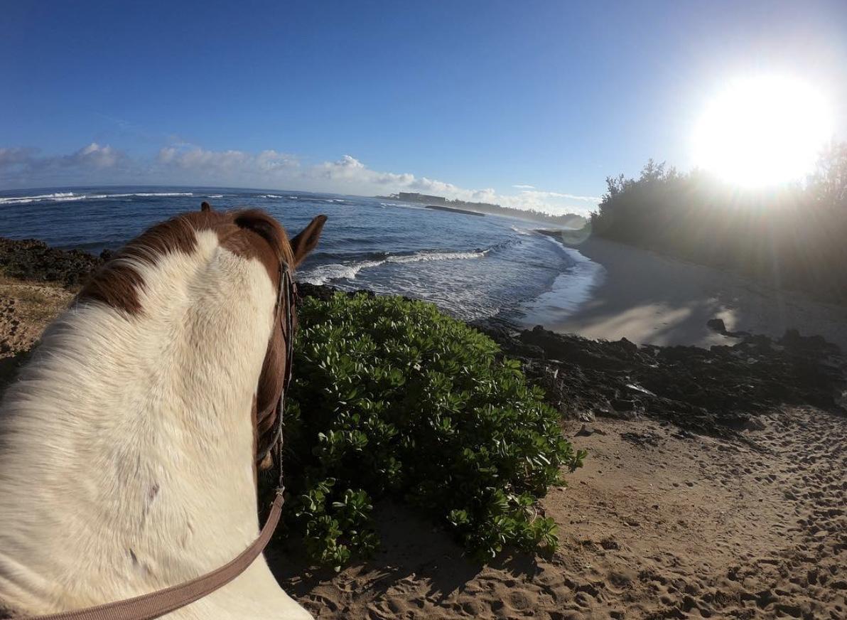 TurtleBayResort's tweet photo. It's about to get giddy...
We offer horseback rides for beginners up to expert.
Make sure you bring your GoPro to capture your adventure! .....#turtlebayresort #playturtlebay #goprohero #gopro6 #hero6 📸credit @tinaloy79 https://t.co/ZxQwhCLagY