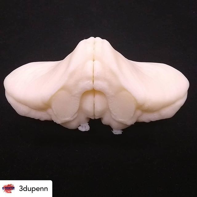 3dheals's tweet image. Posted @withrepost • @3dupenn Oh if I only had a brain 
Cerebellum and brainstorm for Neuroscience Core NGG 573 class @pennmedicine

#educationalmodel #learning #classroom #classisinsession #ifionlyhadabrain #thoughts #brain #neuroscience #neuroanato… ift.tt/2udpWO6