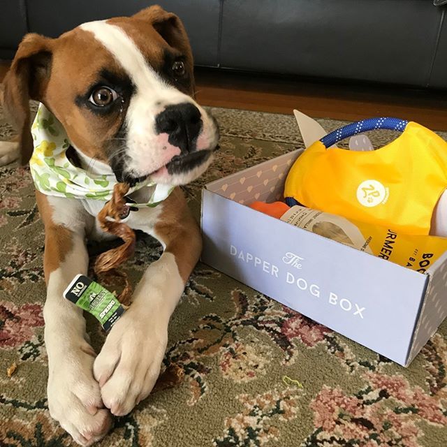 Redbarn Pet Products On Twitter Zoe Loves Her Redbarn Bully