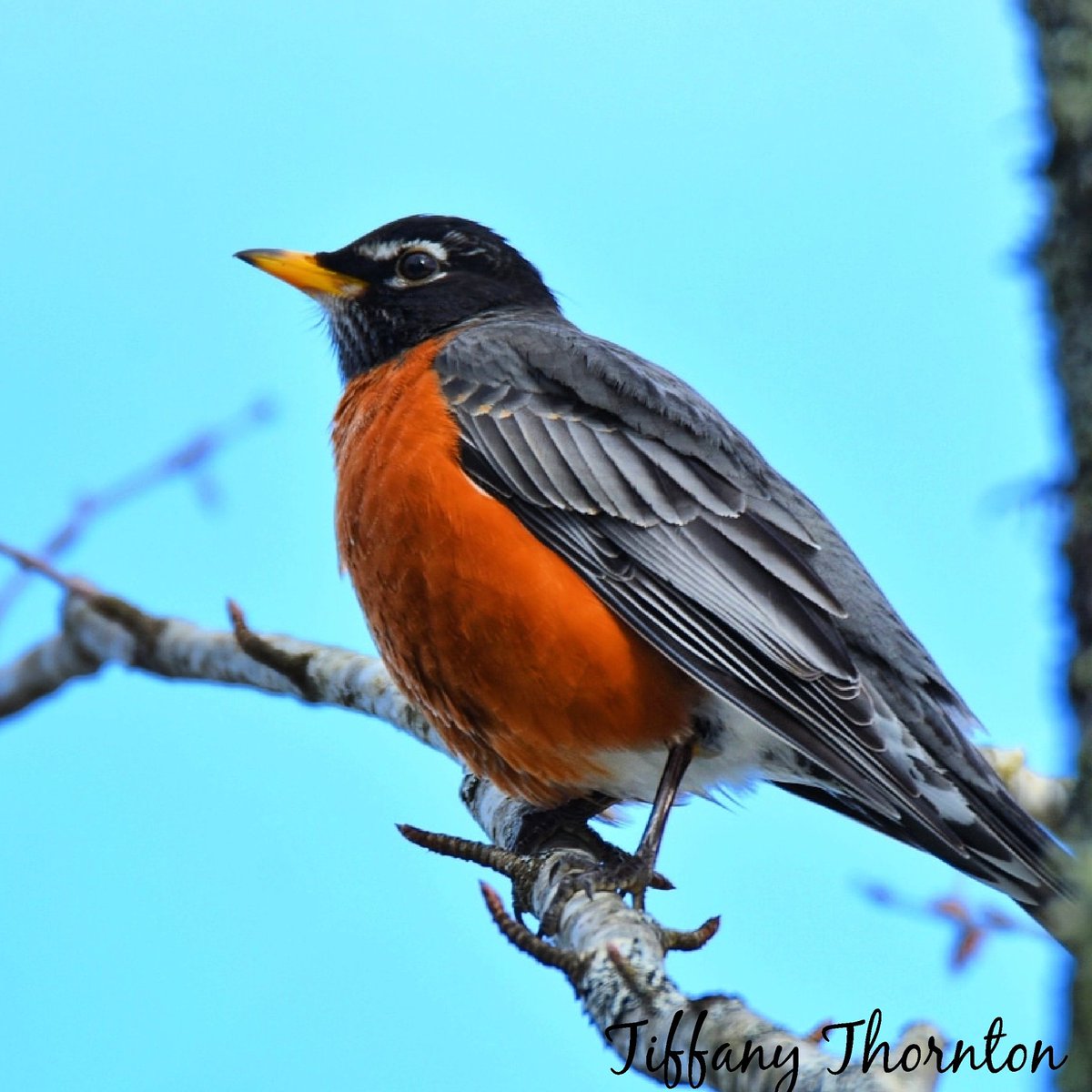 Spinthemap's tweet image. When the Red Red Robin keeps Bob-Bob Bobbin along 🎵🎵🎵 Spring is on it's way #birding #birds #nature @VisitNovaScotia