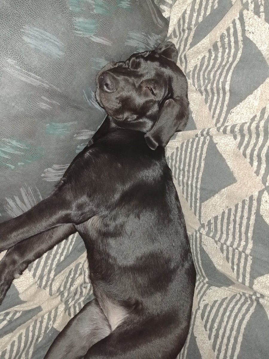 Look at my pretty puppy... Just look! I'm dog training her thru werewolf films. She's fucking great!