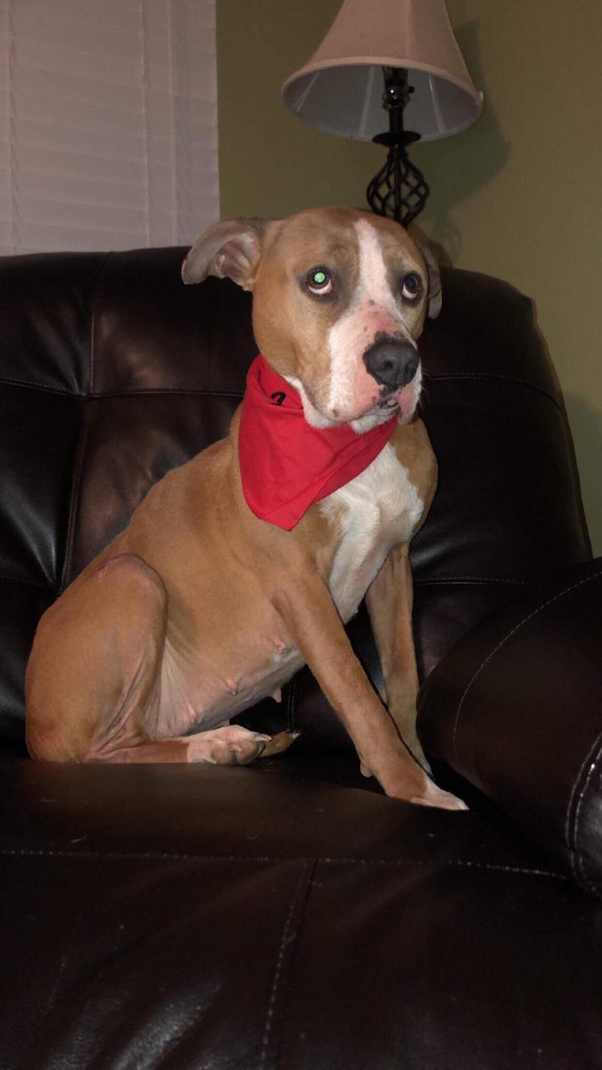 Minerva8918's tweet photo. But look at her now! Ready to find a loving home and family! So come support this wonderful rescue continue their mission to find their #foreverhome ❤ https://t.co/OBM6k0yvAc