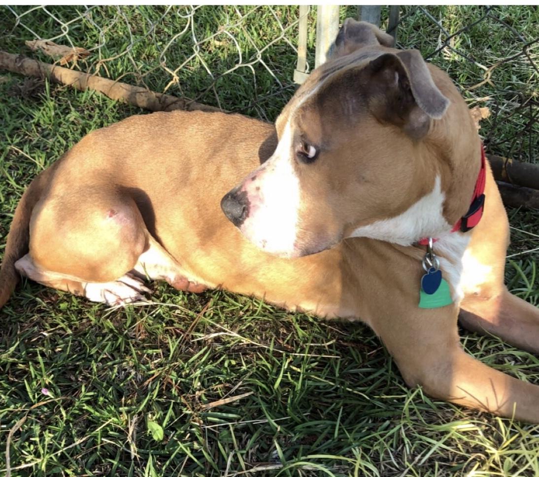 Minerva8918's tweet photo. But look at her now! Ready to find a loving home and family! So come support this wonderful rescue continue their mission to find their #foreverhome ❤ https://t.co/OBM6k0yvAc