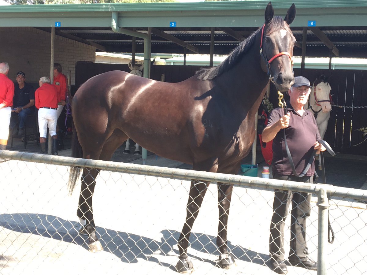 Rock Ransom steps out for her first start at Yarra Valley in Race 2(1.05) today🏇🏾🏇🏾🏇🏾