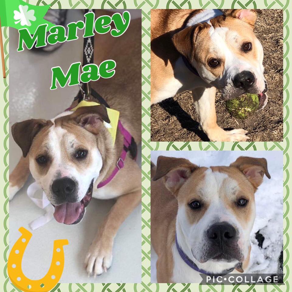 wishuponarescue's tweet photo. ☘️Check out MARLEY MAE! ☘️
Marley Mae is a 10 month old, Bulldog/Husky mix who weighs approximately 50 pounds. Marley is very much a people oriented dog, who is a full on cuddler who loves to lean into you.  She plays with toys, but prefers to play with people. #Love #Adopt https://t.co/1CeT9LdQEm