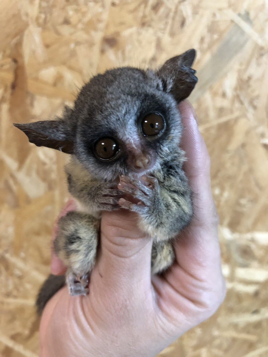 ミーアのしっぽ この可愛さ罪すぎる ショウガラゴ ガラゴ さる サル 猿 Monkey ミーアのしっぽ オーナー様募集中 ミーアのしっぽ この可愛さ罪すぎる ショウガラゴ ガラゴ さる サル 猿 Monkey ミーアのしっぽ オーナー様募集中