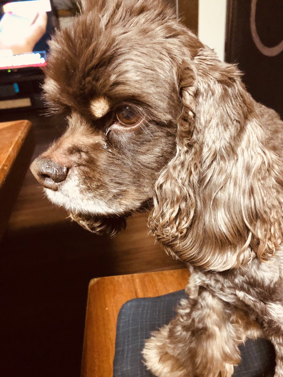 SekiguchiEriko's tweet photo. 戸塚区汲沢付近で犬が居なくなりました。3月16日の夜22:00頃。
首輪もリードも付けてません。

犬種 アメリカンコッカースパニエル
名前 チョッパー ♂
頭がモヒカンカットになってます。
四肢は少し毛が長いカットになってます。

見かけた方はご連絡をお待ちしております。

#迷子#迷子犬#戸塚区 https://t.co/GJTn986NE7