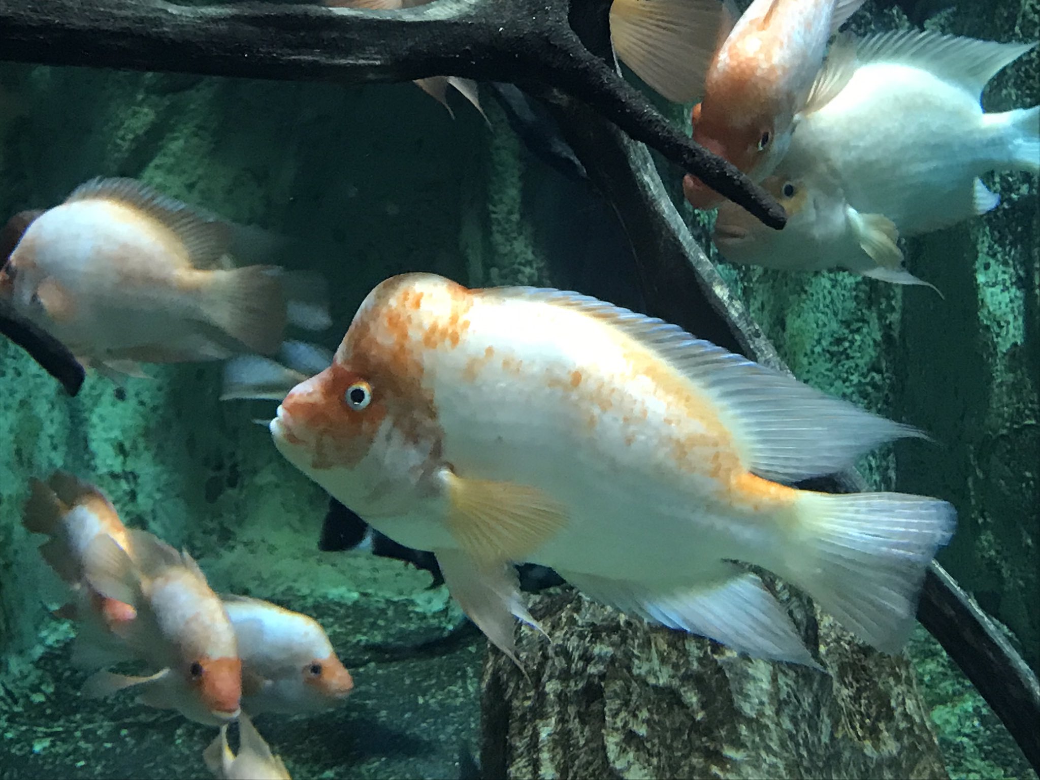 箱根園 公式 はこすいオススメの魚たち フラミンゴみたいな綺麗な色をしていることからこの名前がつきました オスとメスで身体の違いがあってオスは成長すると額からコブが出てきます 箱根園 水族館 フラミンゴシクリッド T Co