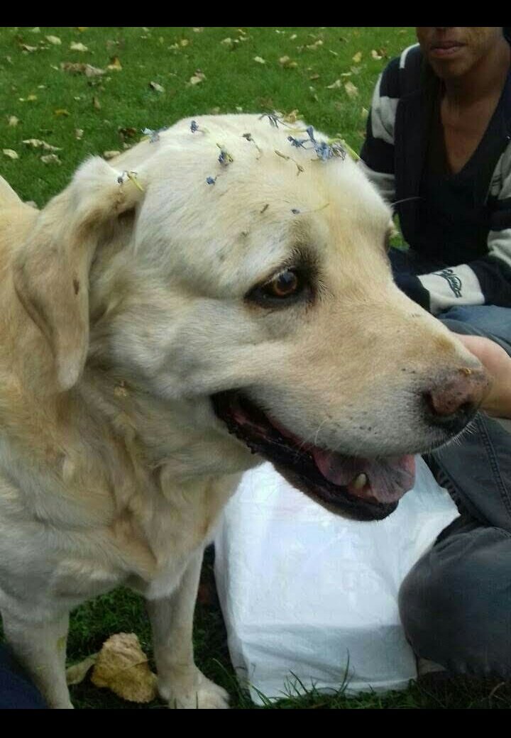 ely__indra's tweet photo. Mi rocky tiene #bellezasuperior porque es imposible mirar su carita y no enamorarse😍 además de que tiene su colita doblada y eso lo hace único❤ (la historia de su cola tiene muchas versiones xd) https://t.co/hQjsMc8HOZ