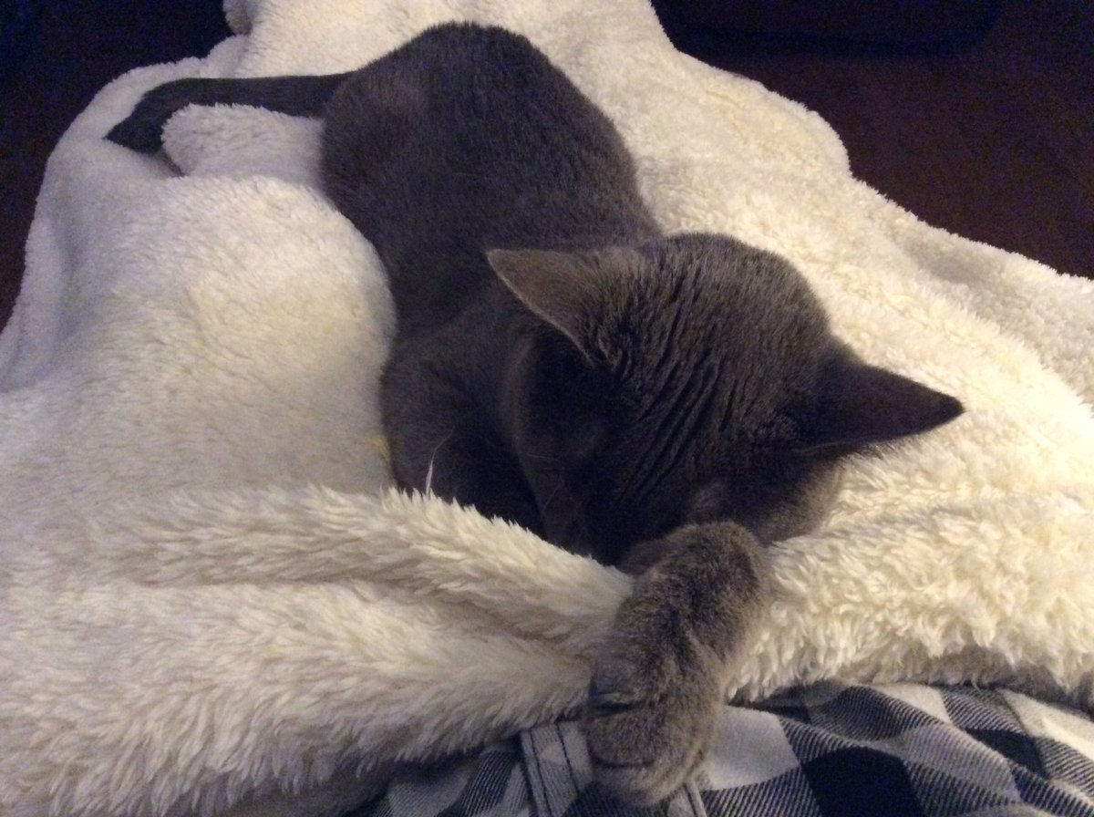 Sharonscupboard's tweet photo. I sleeps best stretched out on hooman mom’s legs! #MaxtheDomesticBlue https://t.co/QdfKuX8DQn