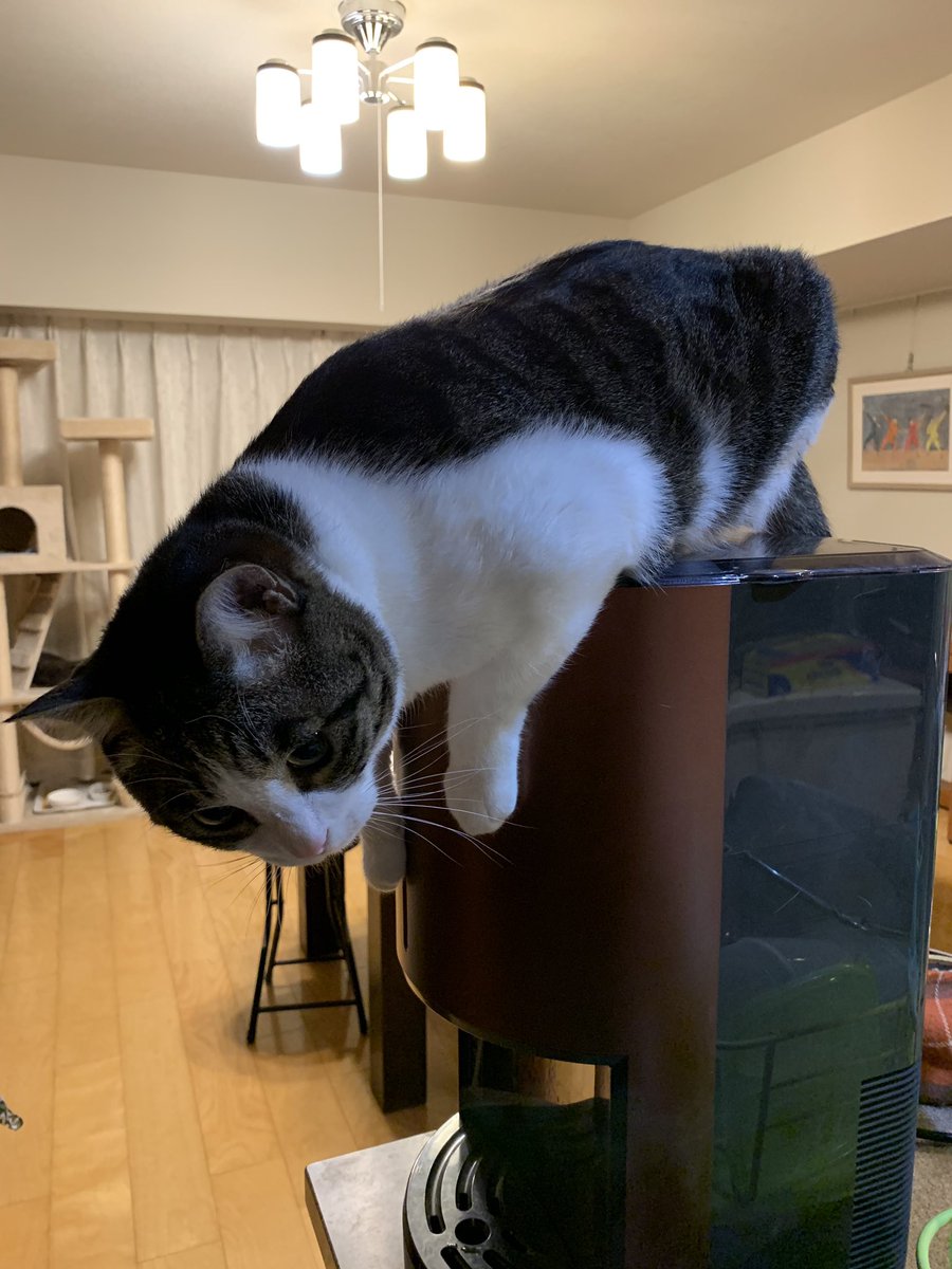 きくりんぐ ウォーターサーバーのチャイルドロックを解除して水遊びする猫 イタズラ猫 ヤンチャ猫 ハチワレ ウォーターサーバー きくりんぐ ウォーターサーバーのチャイルドロックを解除して水遊びする猫 イタズラ猫 ヤンチャ猫 ハチワレ ウォーターサーバー