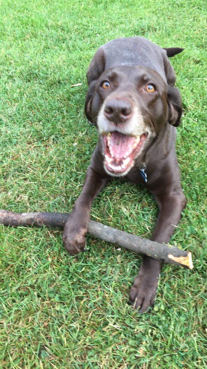 RubyFrat's tweet photo. Farewell dear ones. Ruby is running free tonight and is a frat dog no more. #RIPRuby #ThirteenYears #SheWasAGoodGirl https://t.co/6d03KNvnuS