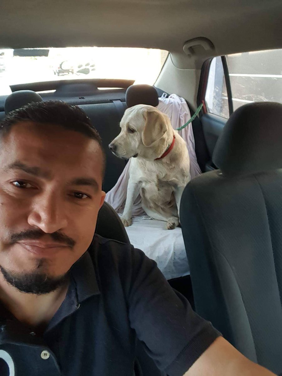 SCGoldenRescue's tweet photo. Shyla has crossed the border on her way to San Diego. Welcome to the life you’ve always deserved sweet girl!! #welcometoCali https://t.co/tjo2SjLepD