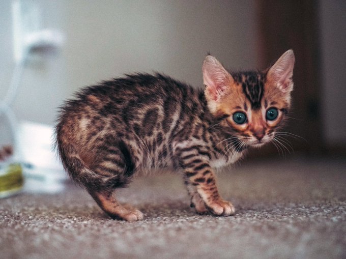 OKAY SORRY TO BE THAT PERSON BUT HERE&rsquo;S SOME MORE PICS OF OUR CAT 📸: @SpencerStumby https://t.co/gwK