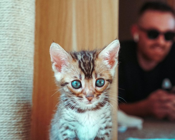 OKAY SORRY TO BE THAT PERSON BUT HERE&rsquo;S SOME MORE PICS OF OUR CAT 📸: @SpencerStumby https://t.co/gwK