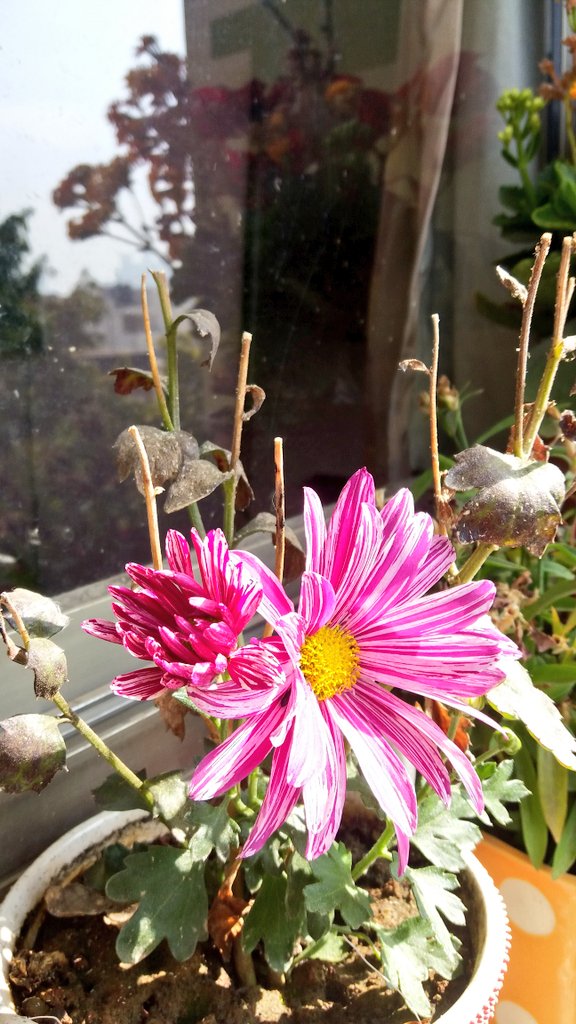 madhumita6's tweet photo. कलियों ने घूंघट खोले....
#flowerpower #mybalconygarden #throughmylens #throughmycamera 
Happy Sunday tweeples 💕 https://t.co/OKplSvWWp0