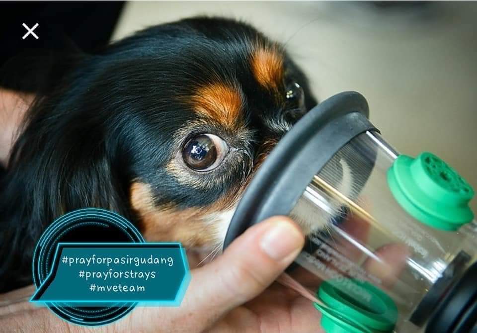 Ингаляция животных. Кислородная камера для животных. Концентратор кислорода медицинский акс-15. Кислородный бокс для кошки. Котик в кислородной маске.