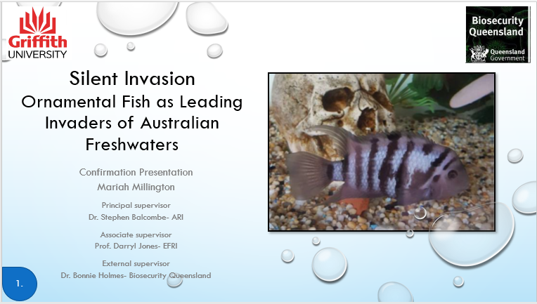 letminn0w's tweet image. So thankful for the lovely PhD ladies at Griffith Uni who I'm practising my confirmation with tonight! We all go through the process and give each other feedback and ways to improve. Fingers crossed it all goes well! #fishsci #phdchat #invasivefish #dontreleaseyourpetfish