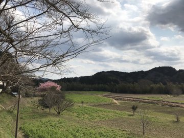 22年小湊鉄道菜の花の見ごろはいつ 開花状況や撮影スポットも Curious Nostalghia