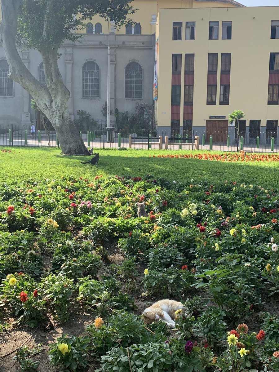 MaryEmmaWrites's tweet photo. I’m on a five hour delay at the airport in Lima, so here are pictures of some Very Good Dogs spotted in Peru (and a bunch of Very Good Cats chilling in a flowerbed). https://t.co/r9VLdoEhKJ