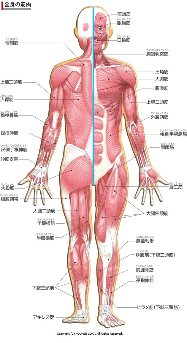 腕 の 筋肉 の 名前