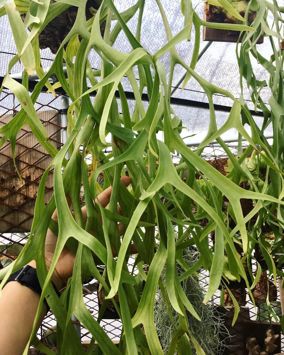 Coronarium Thin Frond 鑑賞額+育成説明書付! ビカクシダ 植物