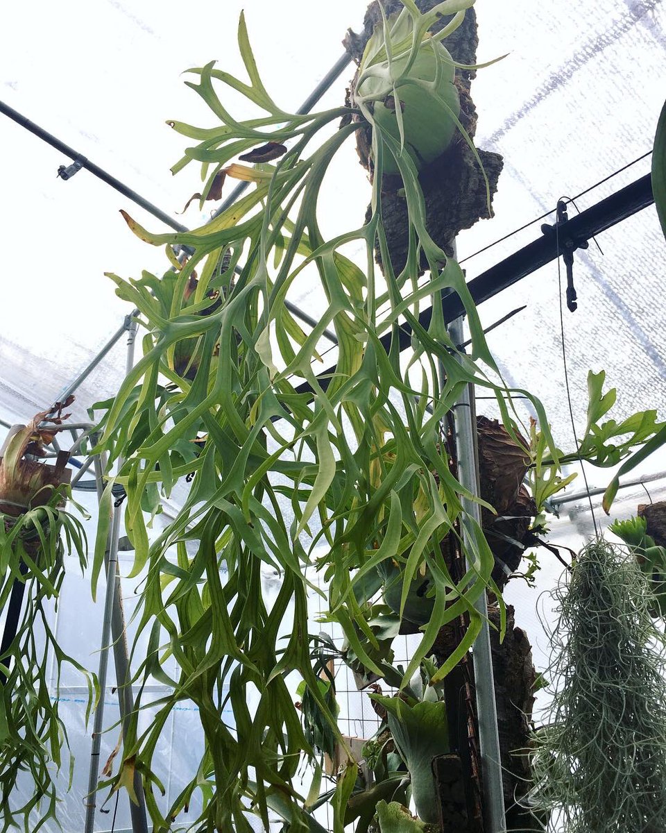 Coronarium Thin Frond 鑑賞額+育成説明書付! ビカクシダ 植物