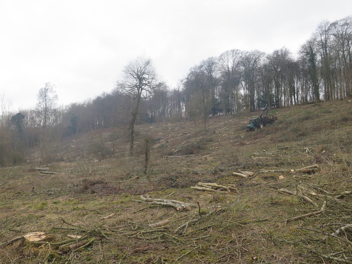 BmtsF's tweet photo. Re-stocking 7.5ha after felling over 1000tons of diseased ash from Hardwick Estate, south Oxfordshire. Big mix of trees going back in, including Oak, Lime, Cherry, Maple and Hornbeam with Beech and Sycamore regeneration starting to show. #ashdieback #treesofthefuture https://t.co/cgphFmatMV