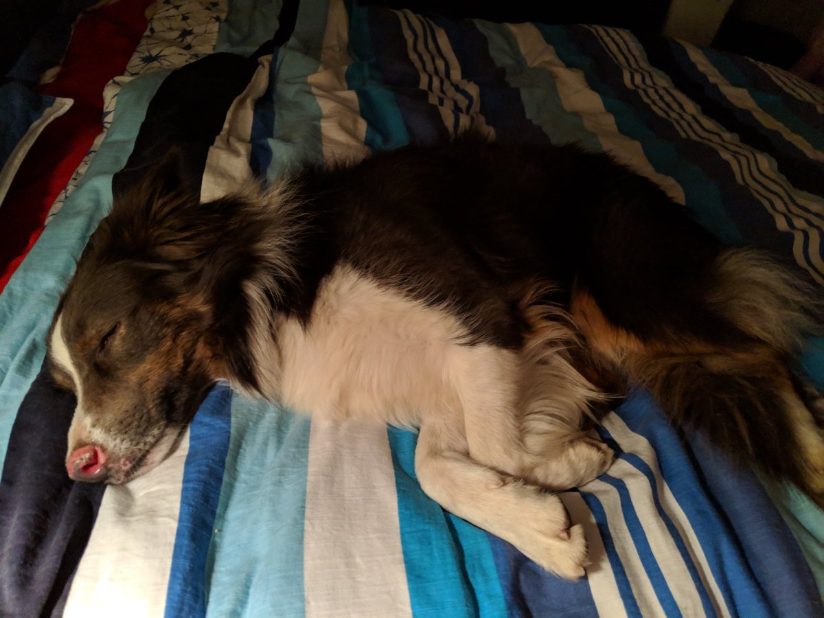 Motherofdogggos's tweet photo. Adjusting to the new place just fine. This will now be my new spot #Spot #iwasherefirst #waityourturn #bordetcollie #boydog #newdigs #samebed #leonidas https://t.co/jLW2Hmt3et