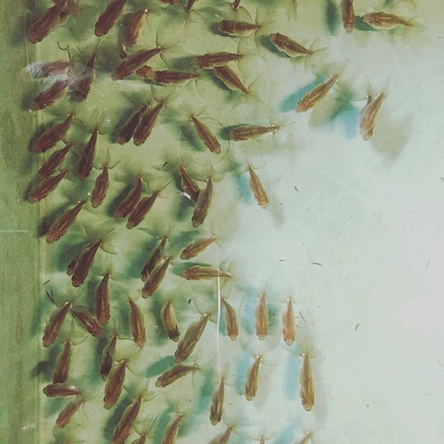 金魚 日本オランダ獅子頭 Piepiemagic Twitter