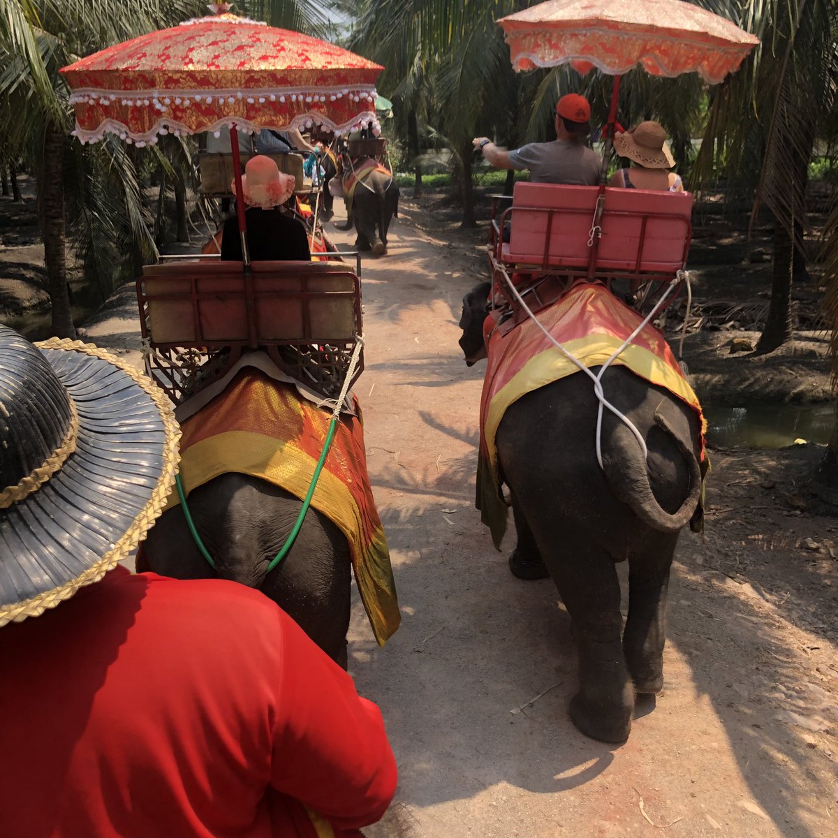 nz___ym's tweet photo. 🛶🐘🐅🥥 https://t.co/6kn2Foyclf