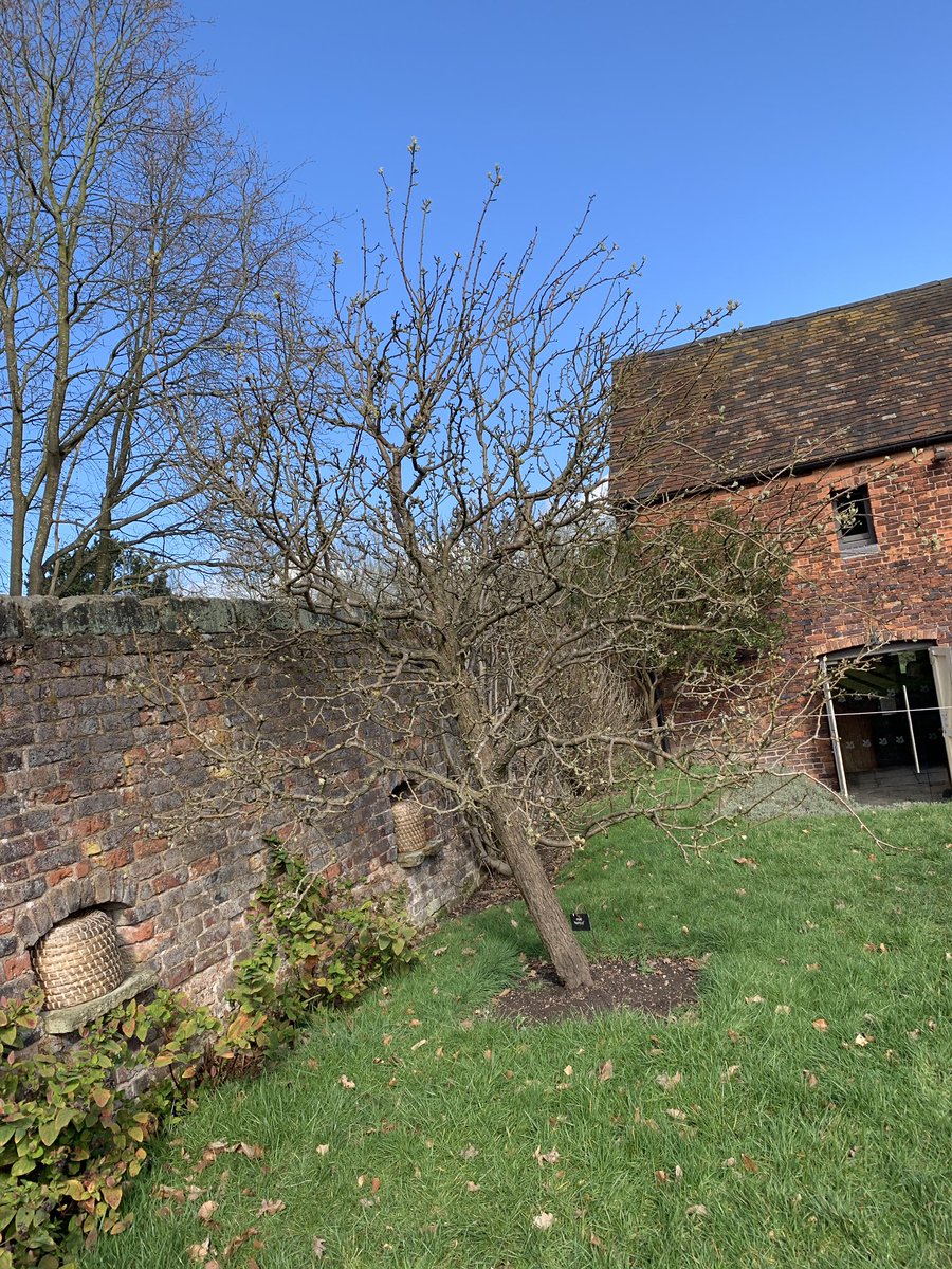redduckblog's tweet image. Can you see the partridge in the pear tree? 🌲 #duckblog @nationaltrust