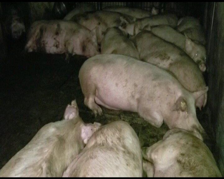 3CatInfo's tweet photo. Una setantena d’activistes animalistes, del moviment Meat The Victims, denuncien “crueltat” després d’haver entrat en una granja de porcs del Vallès Oriental https://t.co/nosZ4GNd0p https://t.co/ZanUfTTlRW