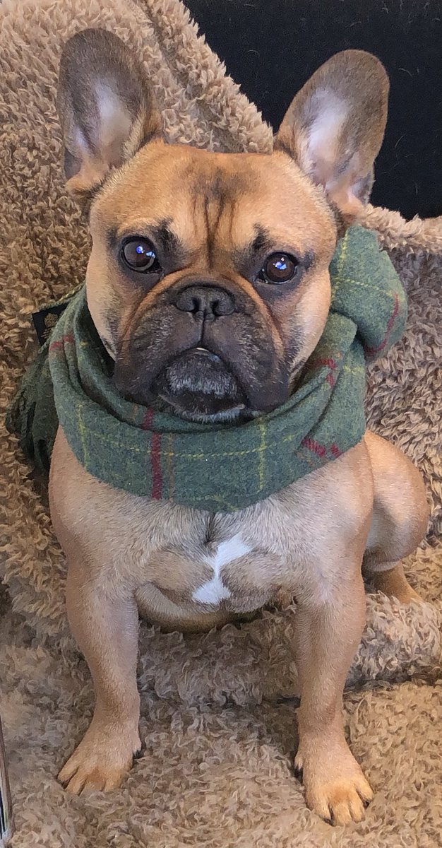 LincsUK's tweet photo. @VictoriaCot @rickygervais @victoriacot and @rickygervais meet Ari named after @jeremypiven's fantastic character in Entourage. https://t.co/WbaGwPVBLC