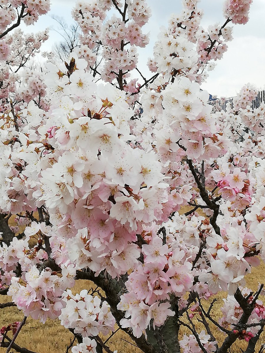 piyo0019's tweet photo. 名古屋に思いを馳せながらお花見🌸に行って来ました😊
名古屋に行かれる皆さま、思いっきり楽しんでください💕
#1stAsiaTour2019
#BornToMakeHistory
#histryinthemaking
#ディーンフジオカ
#DEANFUJIOKA https://t.co/hWDAEVS9Q8