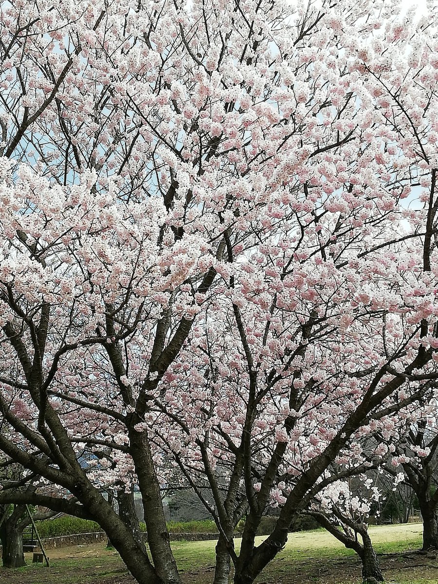 piyo0019's tweet photo. 名古屋に思いを馳せながらお花見🌸に行って来ました😊
名古屋に行かれる皆さま、思いっきり楽しんでください💕
#1stAsiaTour2019
#BornToMakeHistory
#histryinthemaking
#ディーンフジオカ
#DEANFUJIOKA https://t.co/hWDAEVS9Q8