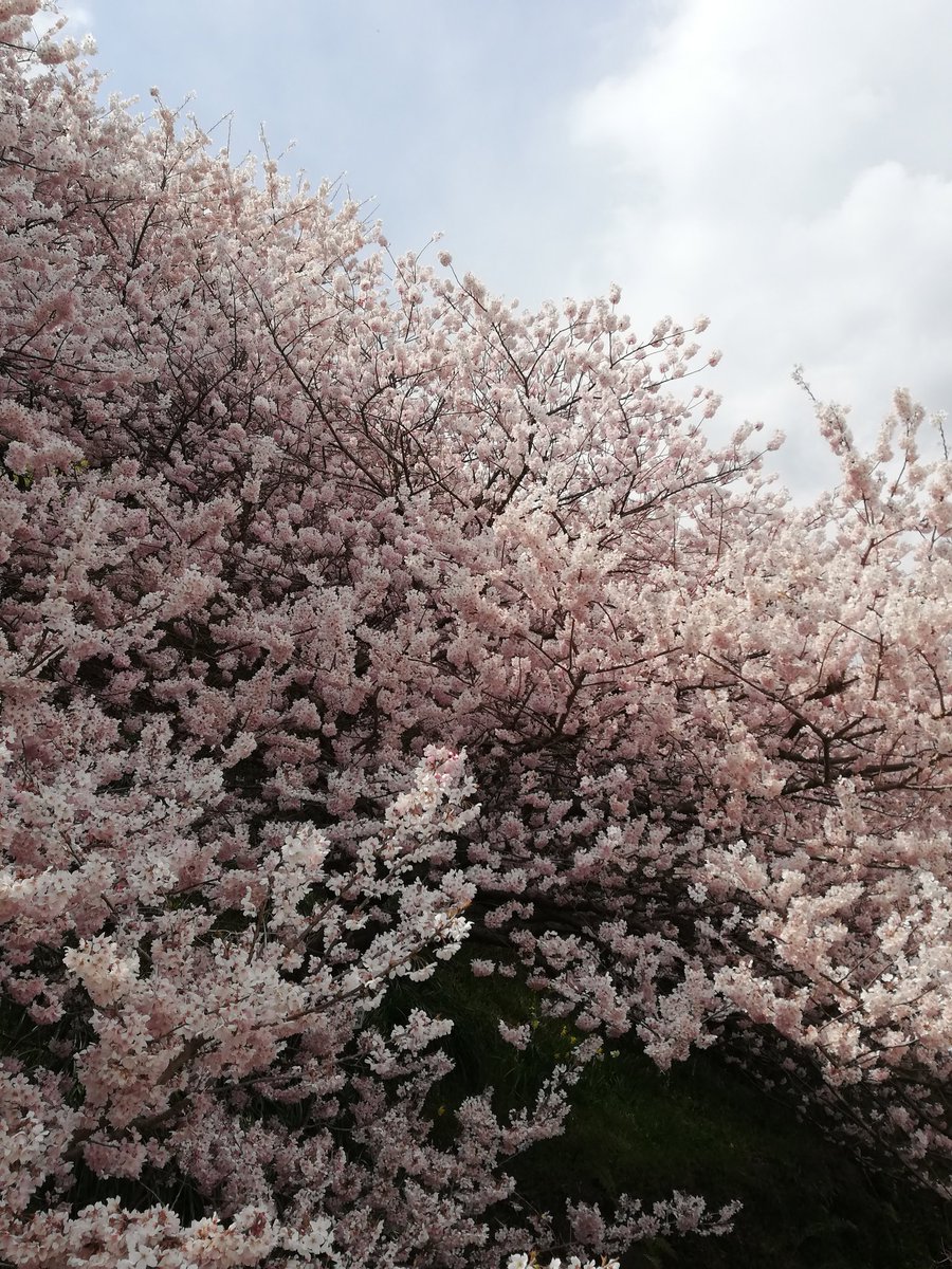 piyo0019's tweet photo. 名古屋に思いを馳せながらお花見🌸に行って来ました😊
名古屋に行かれる皆さま、思いっきり楽しんでください💕
#1stAsiaTour2019
#BornToMakeHistory
#histryinthemaking
#ディーンフジオカ
#DEANFUJIOKA https://t.co/hWDAEVS9Q8