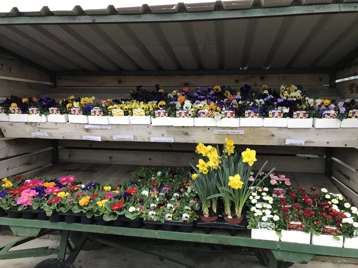 bursteadfarm's tweet photo. The sun 🌞is out, perfect day to get out In your garden. We have some beautiful plants in and out NEW garden troughs are simply stunning when they are all planted up💐🌸 https://t.co/3vpT2u7pux