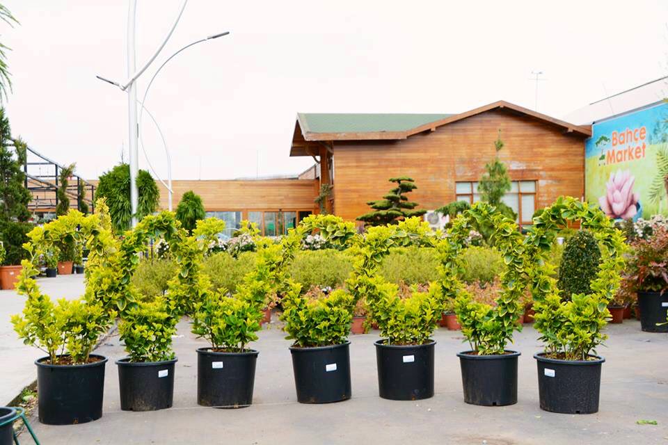 bahcemarket's tweet photo. Yayılıcı Taflan, Euonymus fortunei ‘Emerald’n Gold’. 3 metre boya erişebilen, dikkat çekici ve erken sürgün veren bir çalı türüdür. Hoş kırmızı meyvesi ve parlak renkteki sonbahar yaprakları uzun süre bitkinin üzerinde kalır. Hava kirliliğine karşı dayanıklıdır.
#altunitaflan 🍃 https://t.co/QOPRAZMhRk