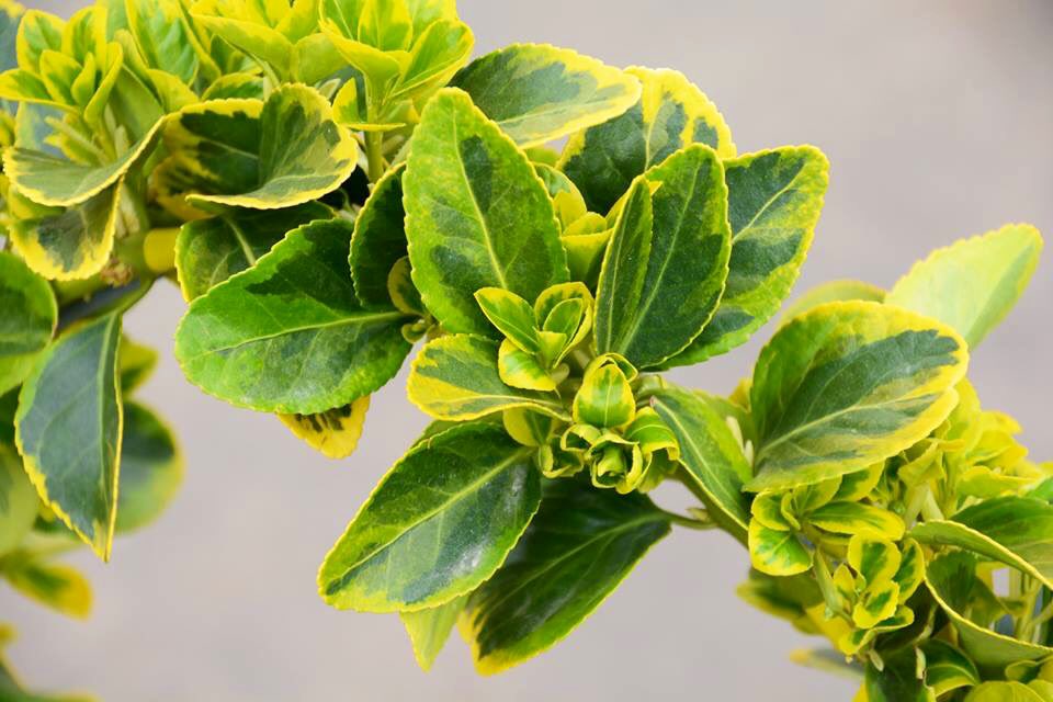 bahcemarket's tweet photo. Yayılıcı Taflan, Euonymus fortunei ‘Emerald’n Gold’. 3 metre boya erişebilen, dikkat çekici ve erken sürgün veren bir çalı türüdür. Hoş kırmızı meyvesi ve parlak renkteki sonbahar yaprakları uzun süre bitkinin üzerinde kalır. Hava kirliliğine karşı dayanıklıdır.
#altunitaflan 🍃 https://t.co/QOPRAZMhRk